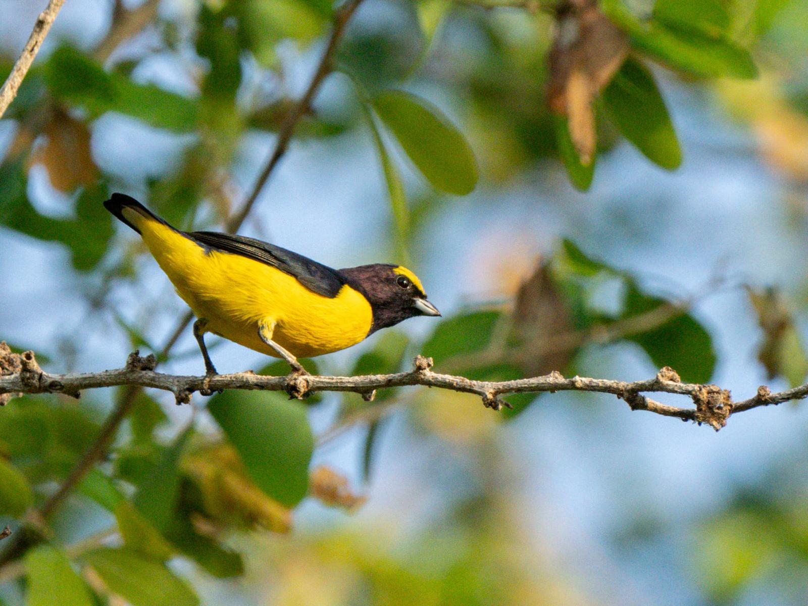 Avistamiento de Aves