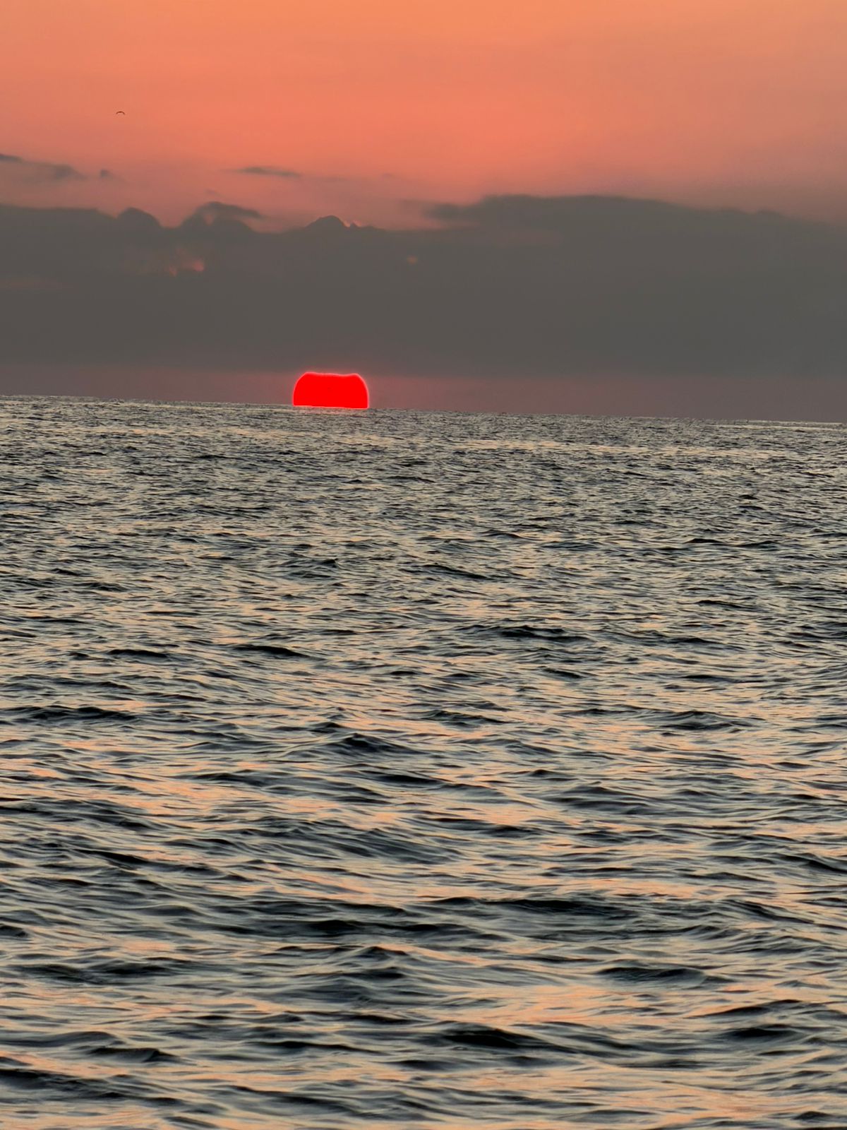 Lancha Privada | Vive el Amanecer Mágico con Delfines y Tortugas Para 8 Personas