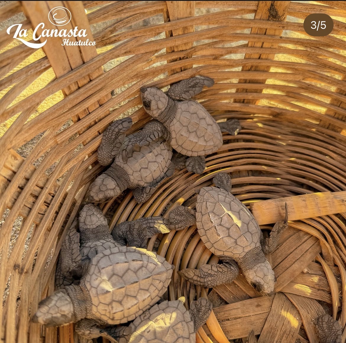 La ventanilla al atardecer: Naturaleza y liberación de Tortugas, paseó colectivo