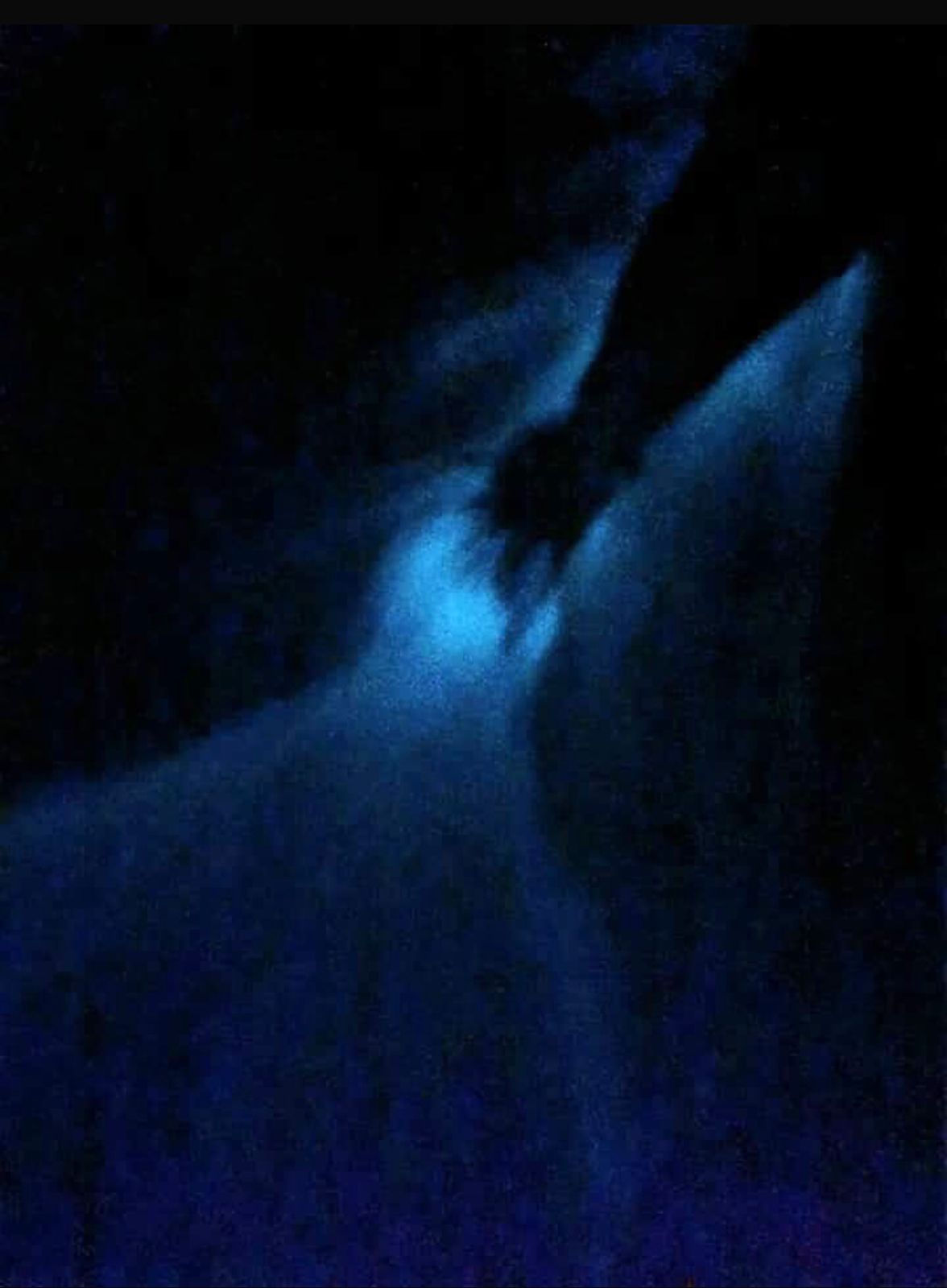 Experiencia Nocturna: Bioluminiscencia y Liberación de Tortugas, laguna de manialtepec colectivo 4