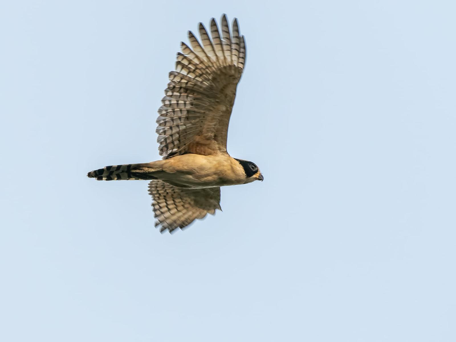 Avistamiento de Aves 4