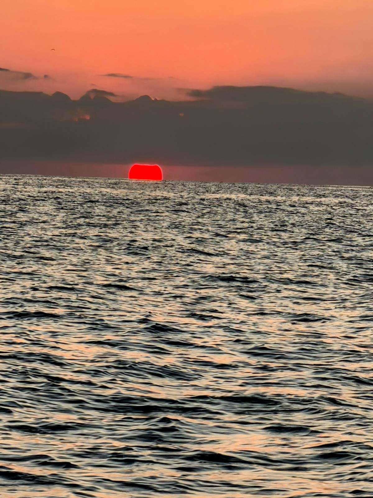 Lancha Privada | Vive el Amanecer Mágico con Delfines y Tortugas Para 8 Personas 4