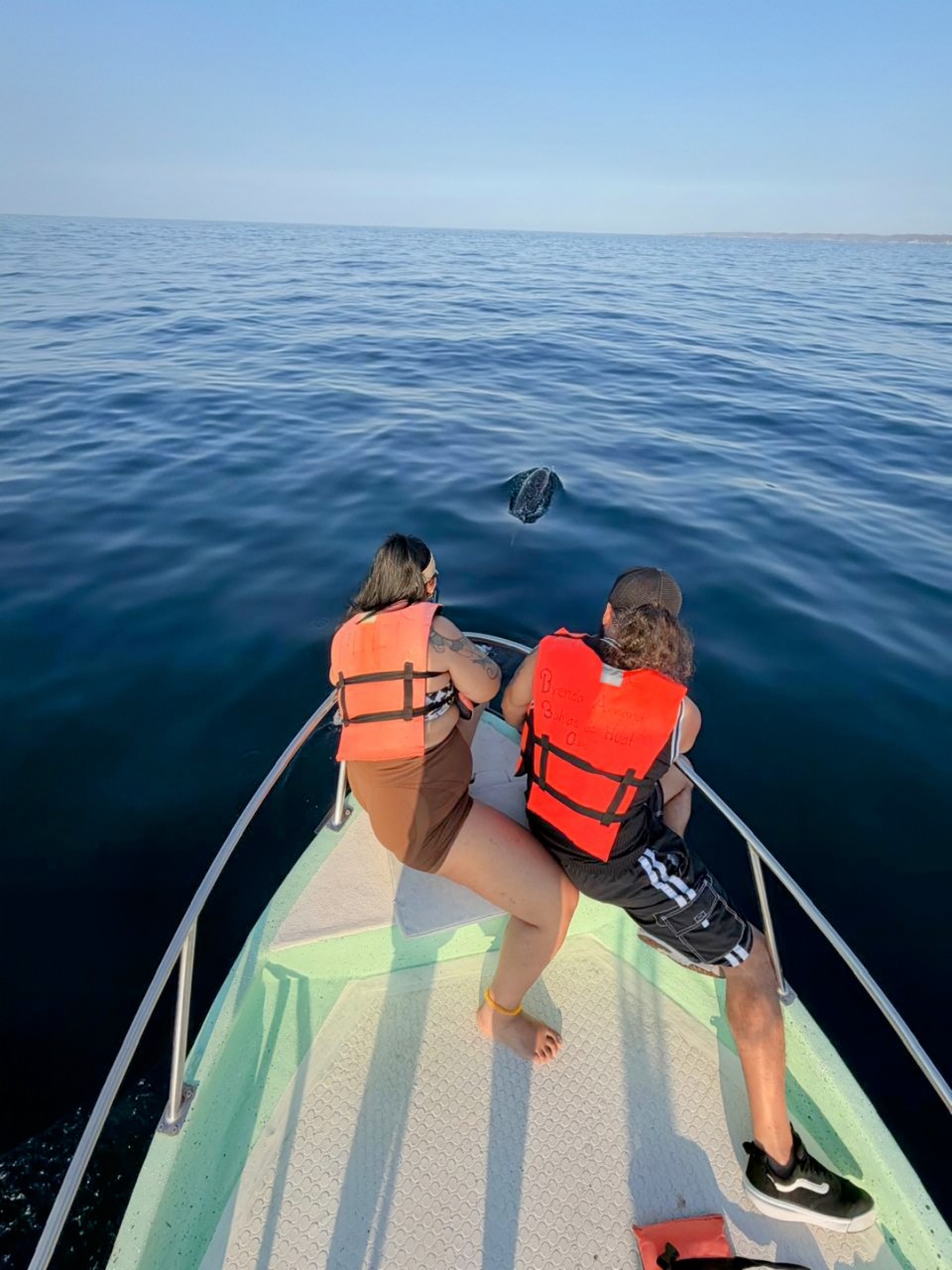 Lancha Privada | Vive el Amanecer Mágico con Delfines y Tortugas Para 8 Personas 2