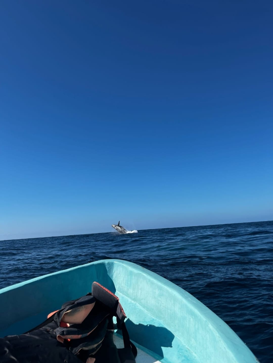 Lancha Privada | Vive el Amanecer Mágico con Delfines y Tortugas para 10 Personas 2