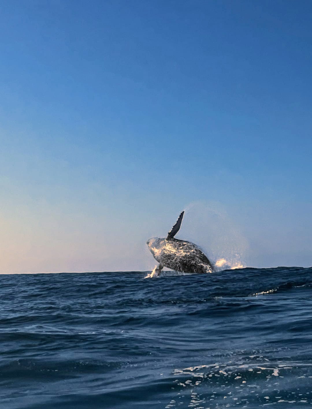 Lancha Privada | Vive el Amanecer Mágico con Delfines y Tortugas para 10 Personas 5