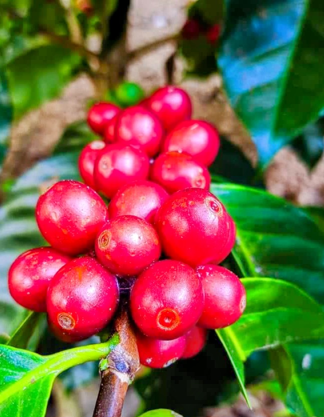Ruta del Café en Pluma Hidalgo, paseo colectivo 4