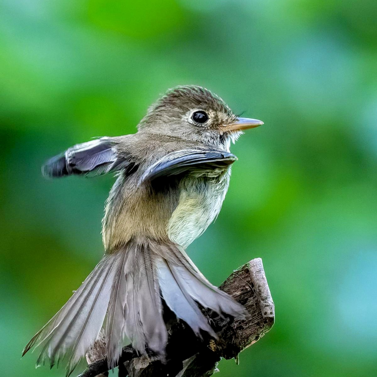 Avistamiento de Aves 2