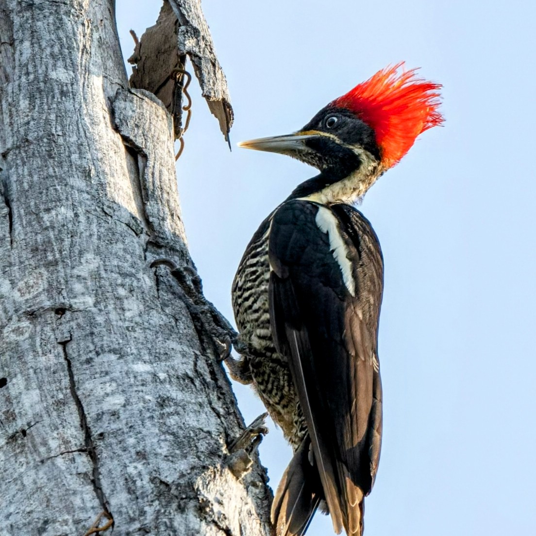 Avistamiento de Aves 3