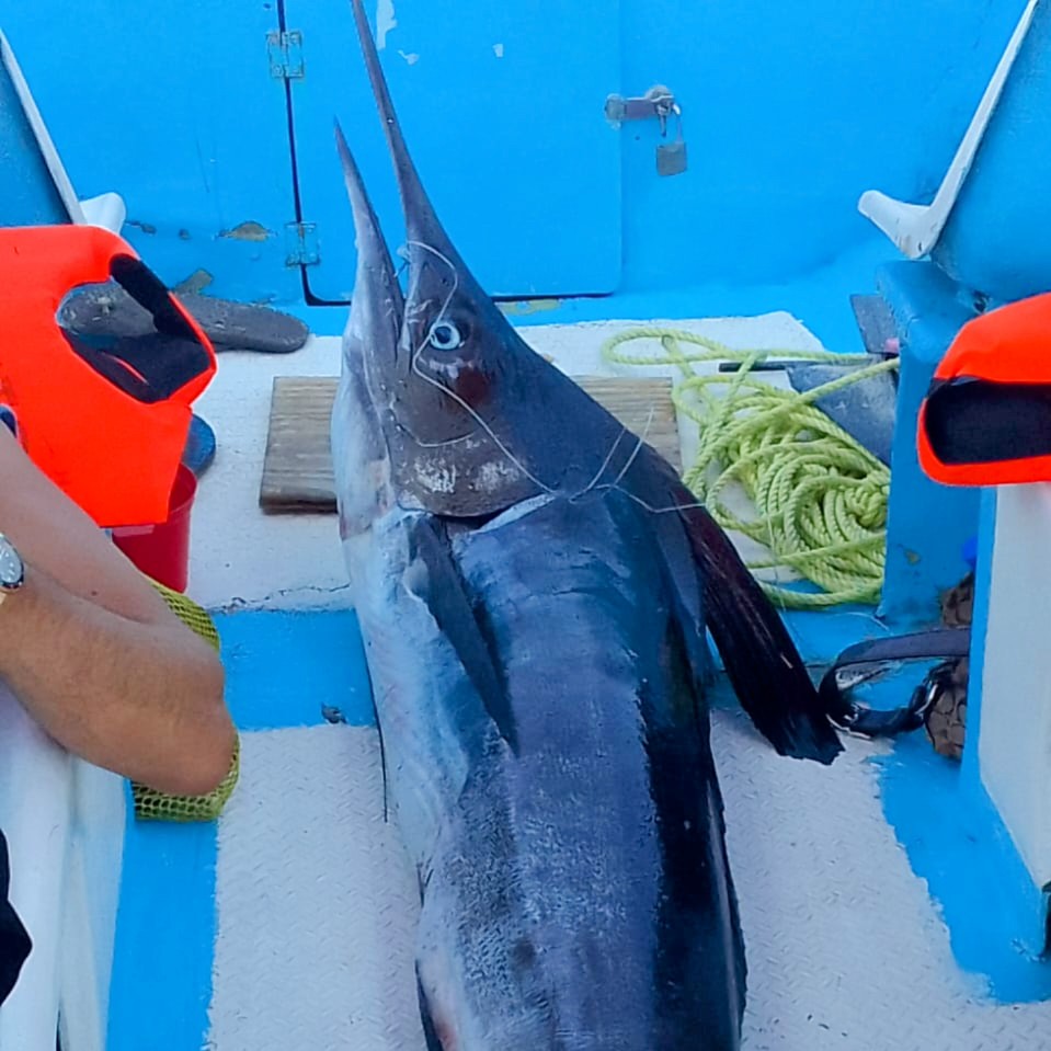 🐠Pesca Deportiva 5 horas,🎣🎣 Aventura y Emoción en Alta Mar 4