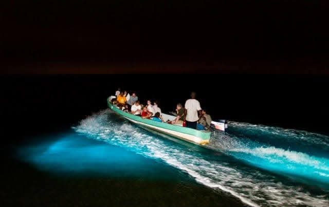 Experiencia Nocturna: Bioluminiscencia y Liberación de Tortugas, laguna de manialtepec colectivo 2
