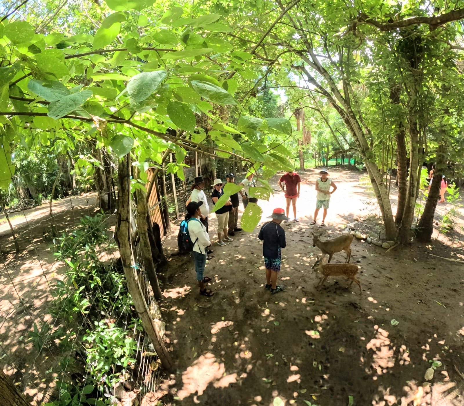 La ventanilla al atardecer: Naturaleza y liberación de Tortugas, paseó colectivo 4